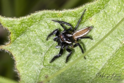 Jumping Spider May 2026